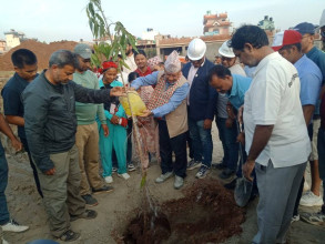 अध्यक्ष नेपालद्वारा सुर्खेत रंगशालामा वृक्षरोपण